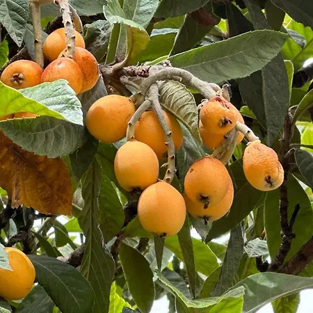 Il Mandarancio Prázdninový dům Modica
